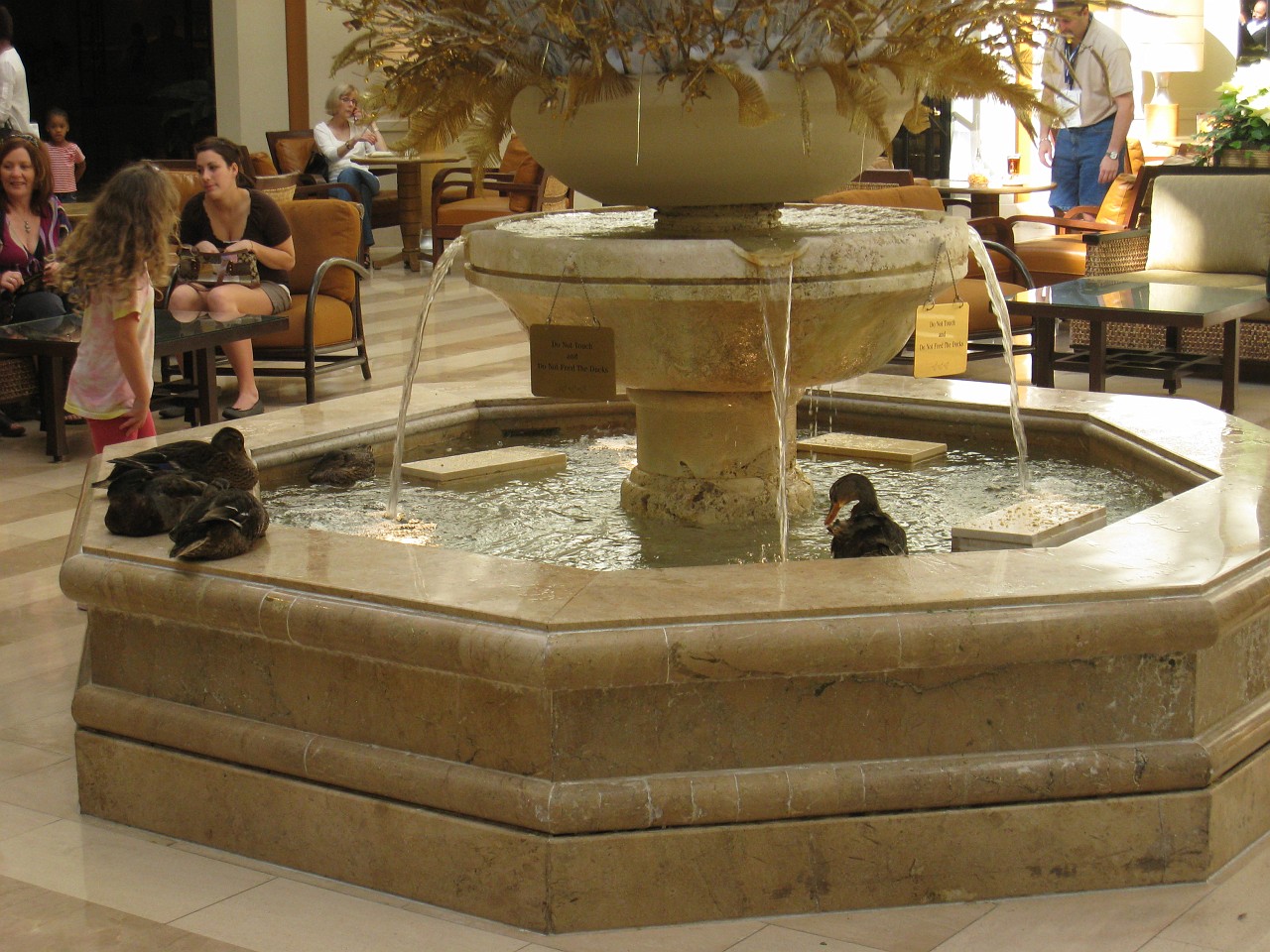 Vacation 2007-12 - Beaches Disney Hotels 0463.jpg - The famous Peabody keeps live ducks (which is the symbol of the Peabody) in their inside fountains.